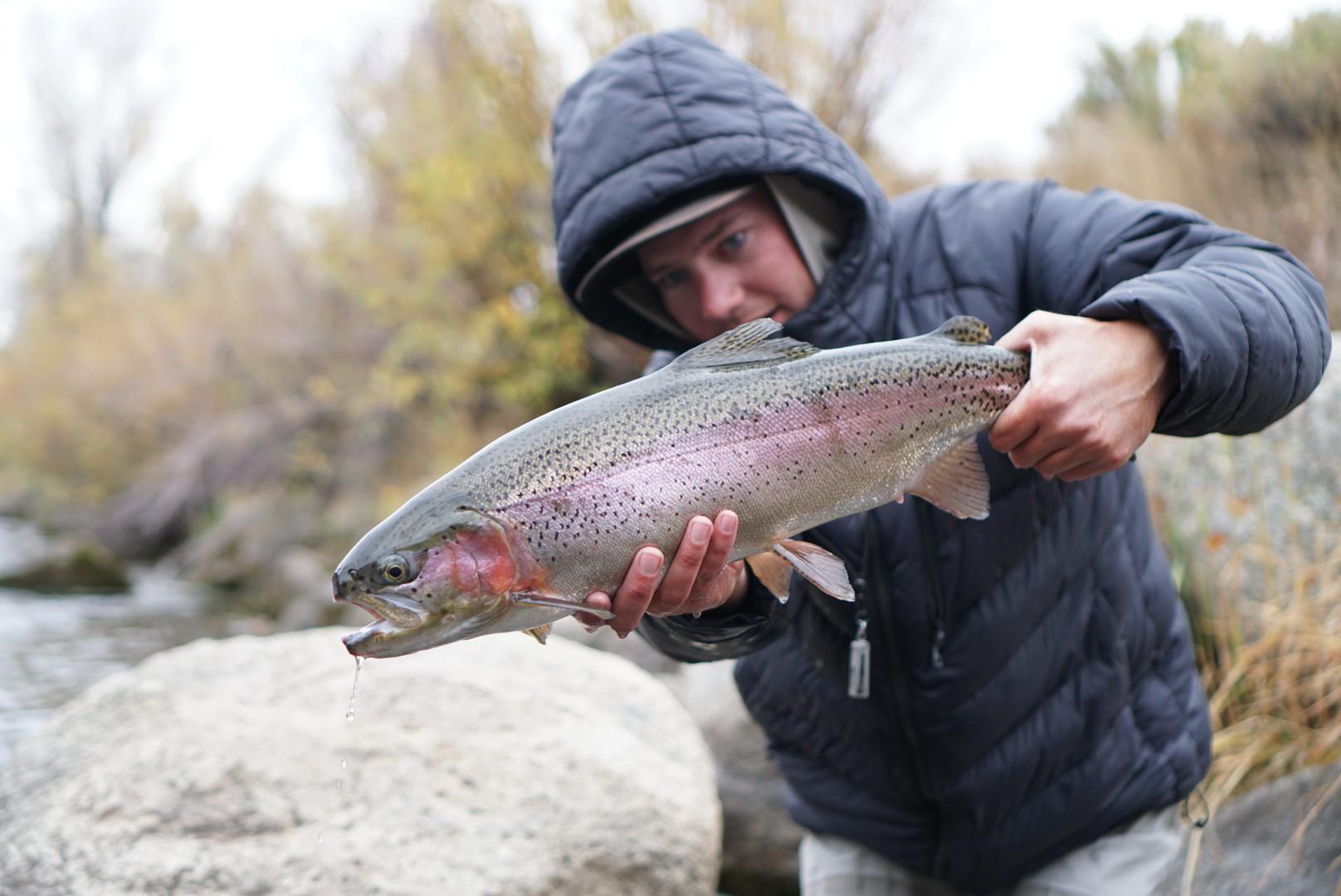 Blue River - at Silverthorne | Trouts Fly Fishing